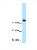Anti-SMC3 antibody produced in rabbit affinity isolated antibody