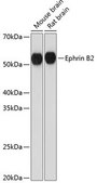 Anti-Ephrin B2 antibody produced in rabbit