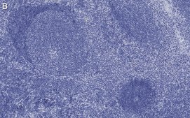 Anti-Iba1/ AIF1 Antibody, clone 20A12.1 ZooMAb&#174; Mouse Monoclonal recombinant, expressed in HEK 293 cells
