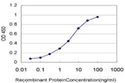 ANTI-ARAF antibody produced in mouse clone 4H7, purified immunoglobulin, buffered aqueous solution