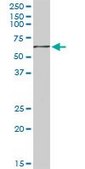 Anti-GYG2 antibody produced in rabbit purified immunoglobulin, buffered aqueous solution