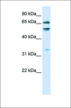 Anti-MED26 (ab2) antibody produced in rabbit affinity isolated antibody