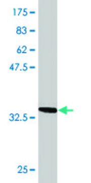 Monoclonal Anti-TOM1, (C-terminal) antibody produced in mouse clone 1C5, purified immunoglobulin, buffered aqueous solution
