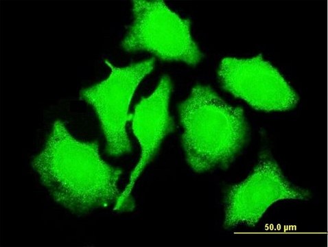 Monoclonal Anti-TCL1A antibody produced in mouse clone 1C4, purified immunoglobulin, buffered aqueous solution