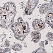Monoclonal Anti-FCGRT antibody produced in mouse Prestige Antibodies&#174; Powered by Atlas Antibodies, clone CL3640, purified immunoglobulin, buffered aqueous solution