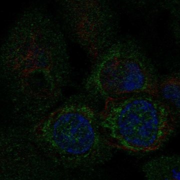 Anti-MTFP1 antibody produced in rabbit Prestige Antibodies&#174; Powered by Atlas Antibodies, affinity isolated antibody