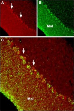 Anti-TRPC6 antibody produced in rabbit affinity isolated antibody, lyophilized powder