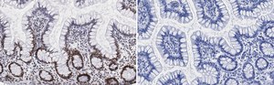 Anti-Nucleolin Antibody, clone 5D13 ZooMAb&#174; Rabbit Monoclonal recombinant, expressed in HEK 293 cells