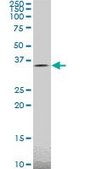 Monoclonal Anti-TAZ antibody produced in mouse clone 2B3, purified immunoglobulin, buffered aqueous solution