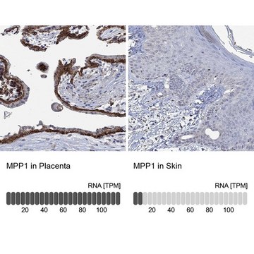 Anti-MPP1 antibody produced in rabbit Prestige Antibodies&#174; Powered by Atlas Antibodies, affinity isolated antibody, buffered aqueous glycerol solution