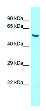 Anti-Vtn antibody produced in rabbit affinity isolated antibody