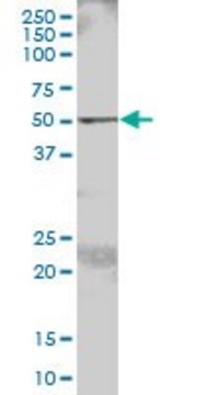 Anti-FGR antibody produced in mouse purified immunoglobulin, buffered aqueous solution
