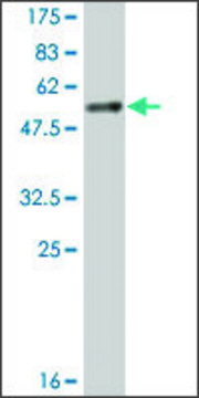 Monoclonal Anti-YWHAB antibody produced in mouse clone 1F11, ascites fluid