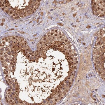 Anti-RSPH3 antibody produced in rabbit Prestige Antibodies&#174; Powered by Atlas Antibodies, affinity isolated antibody, buffered aqueous glycerol solution