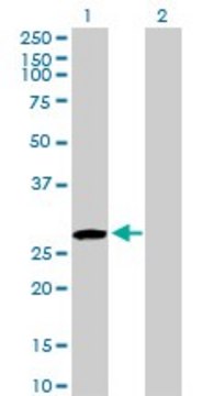 Anti-USF1 antibody produced in rabbit purified immunoglobulin, buffered aqueous solution