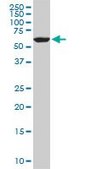 Monoclonal Anti-FAAH antibody produced in mouse clone 4H8, purified immunoglobulin, buffered aqueous solution