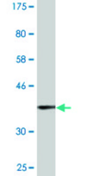 Monoclonal Anti-B3GAT3 antibody produced in mouse clone 1C11, purified immunoglobulin, buffered aqueous solution