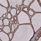Monoclonal Anti-PDIA3 antibody produced in mouse Prestige Antibodies&#174; Powered by Atlas Antibodies, clone CL2444, purified immunoglobulin, buffered aqueous glycerol solution