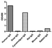 Alpaca Anti-Human IgG(Fc&#947;) HRP single domain Antibody recombinant Alpaca(VHH) Nano antibody
