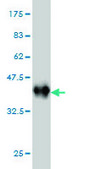 Monoclonal Anti-CAMK2B antibody produced in mouse clone 6D6, purified immunoglobulin, buffered aqueous solution