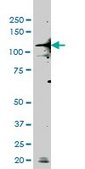 ANTI-TLR9 antibody produced in mouse clone 2H5, purified immunoglobulin, buffered aqueous solution