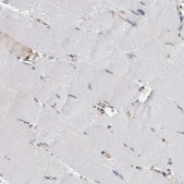 Anti-FAM83H antibody produced in rabbit Prestige Antibodies&#174; Powered by Atlas Antibodies, affinity isolated antibody, buffered aqueous glycerol solution, Ab2