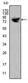 Anti-ISL1 Antibody, clone 1H9 ascites fluid, clone 1H9, from mouse
