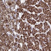 Anti-BCAT2 antibody produced in rabbit Prestige Antibodies&#174; Powered by Atlas Antibodies, affinity isolated antibody, buffered aqueous glycerol solution