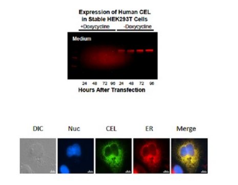 Anti-Bile salt-activated lipase Antibody serum, from rabbit