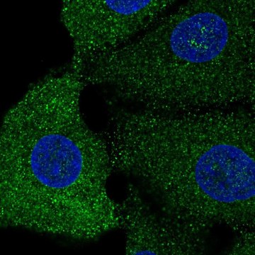 Anti-SREBF1 antibody produced in rabbit Prestige Antibodies&#174; Powered by Atlas Antibodies, affinity isolated antibody