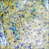 Anti-phospho-EGFR (pThr693) antibody produced in rabbit affinity isolated antibody