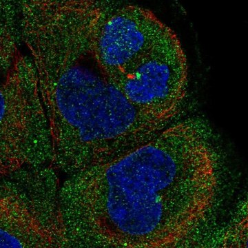 Anti-PITPNM1 antibody produced in rabbit Prestige Antibodies&#174; Powered by Atlas Antibodies, affinity isolated antibody