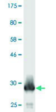 Monoclonal Anti-ATP5E antibody produced in mouse clone 1A8, purified immunoglobulin, buffered aqueous solution