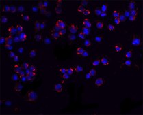 Anti-PUMA (ab2) antibody produced in rabbit affinity isolated antibody, buffered aqueous solution