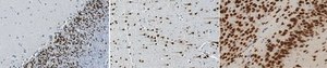 Anti-NeuN Antibody (rabbit) from rabbit, purified by affinity chromatography