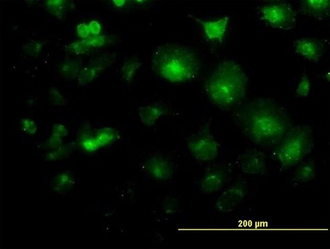 Monoclonal Anti-LFNG antibody produced in mouse clone 2D10-3C11, purified immunoglobulin, buffered aqueous solution