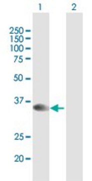 Anti-STX16 antibody produced in mouse purified immunoglobulin, buffered aqueous solution