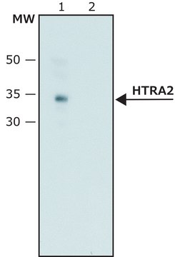 Anti-HtrA2 antibody produced in rabbit ~1.5&#160;mg/mL, affinity isolated antibody, buffered aqueous solution