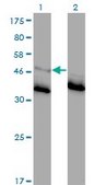 Monoclonal Anti-GLRA1 antibody produced in mouse clone 2E6, purified immunoglobulin, buffered aqueous solution