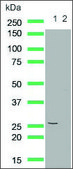 Anti-Cleaved PTEN antibody, Rabbit monoclonal clone SP227, recombinant, expressed in proprietary host, affinity isolated antibody