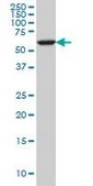 Monoclonal Anti-FAAH antibody produced in mouse clone 4H8, purified immunoglobulin, buffered aqueous solution