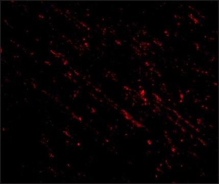 Anti-Nanos1 (ab2) antibody produced in rabbit affinity isolated antibody, buffered aqueous solution