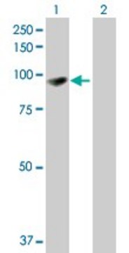 Anti-EPB41L1 antibody produced in mouse purified immunoglobulin, buffered aqueous solution