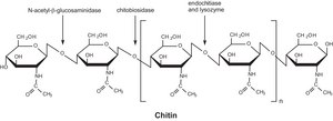 Chitinase from Trichoderma viride lyophilized powder, &#8805;600&#160;units/g solid