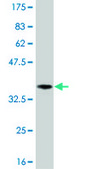 Monoclonal Anti-PDGFRB antibody produced in mouse clone 4C12, purified immunoglobulin, buffered aqueous solution
