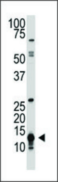 Anti-Drosophila Sumo (C-term) antibody produced in rabbit IgG fraction of antiserum, buffered aqueous solution