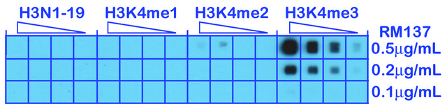 Anti-Trimethyl-Histone H3 (Lys4) antibody, Rabbit monoclonal recombinant, expressed in HEK 293 cells, clone RM137, purified immunoglobulin