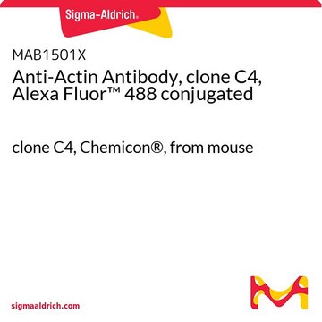 Anti-Actin Antibody, clone C4, Alexa Fluor&#8482; 488 conjugated clone C4, Chemicon&#174;, from mouse