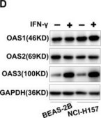 Anti-OAS3 (C-term) antibody produced in rabbit IgG fraction of antiserum, buffered aqueous solution