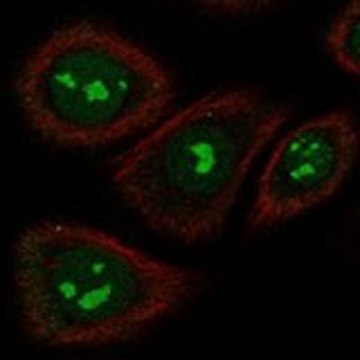 Anti-TAS2R5 antibody produced in rabbit Prestige Antibodies&#174; Powered by Atlas Antibodies, affinity isolated antibody, buffered aqueous glycerol solution